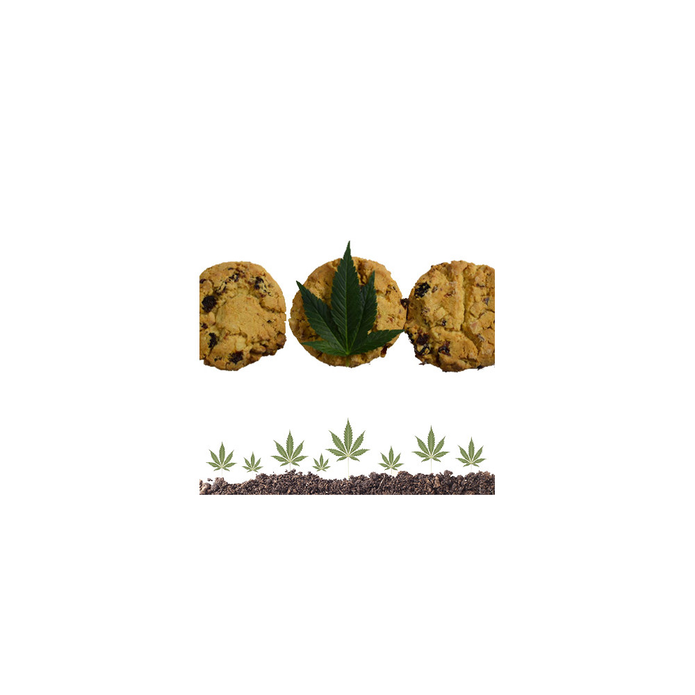 Biscotti alla canapa di alta qualità - MADE IN ITALY