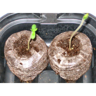 JIFFY Dischetti di Torba per Germinazione 10 pezzi - 4cm