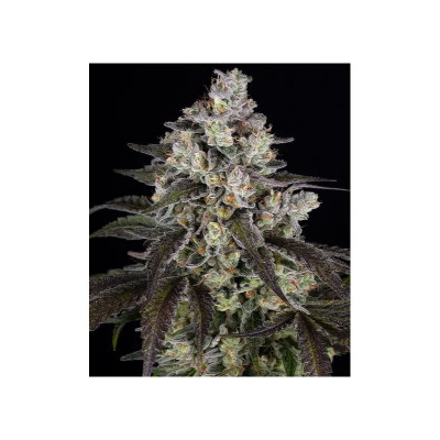 SEMI |Barney's Farm - Trainwreck - 3 Semi