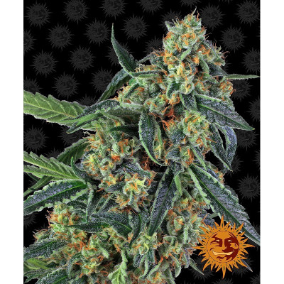 SEMI | COOKIES KUSH - 3 SEMI | BARNEY'S FARM