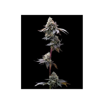 SEMI | Barney's Farm - GMO Cookies - 3 Semi