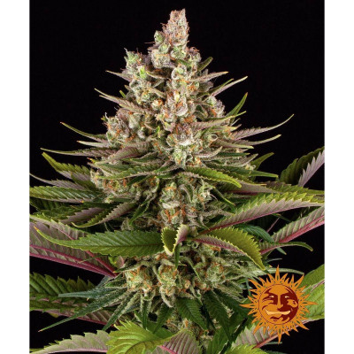 SEMI | SOUR STRAWBERRY - 3 SEMI | BARNEY'S FARM