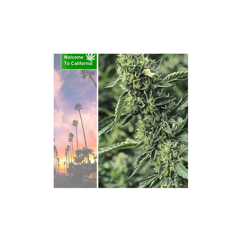 Infiorescenza O.K. Kush Los Angeles -  Formato 1 gr