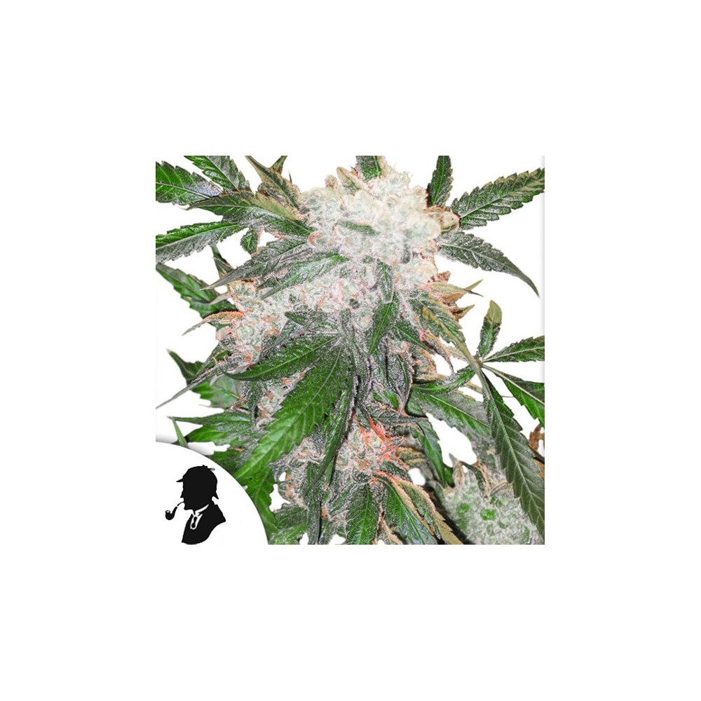 Infiorescenza Vittoriana White Widow - The Queen - Formato 1 gr